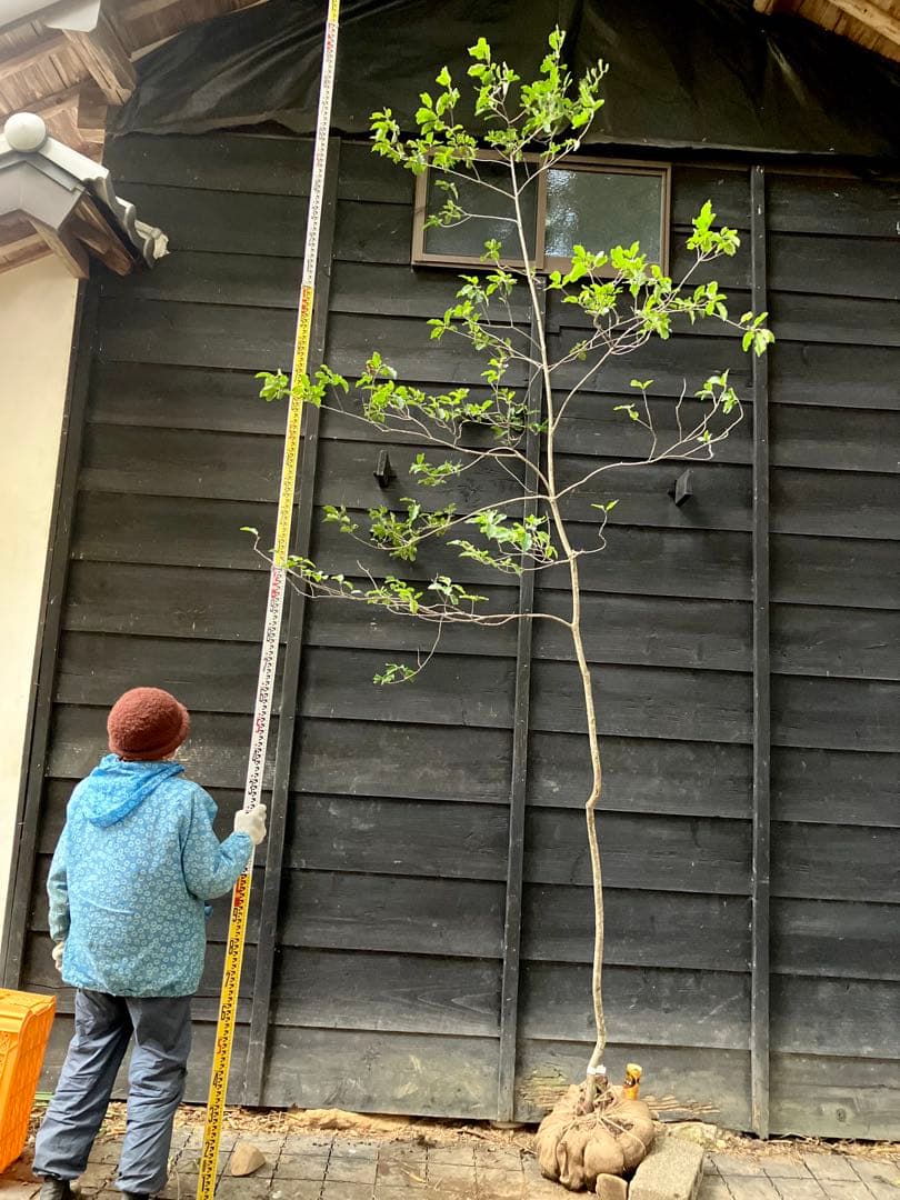 山採り　ソヨゴ　雌雄不明