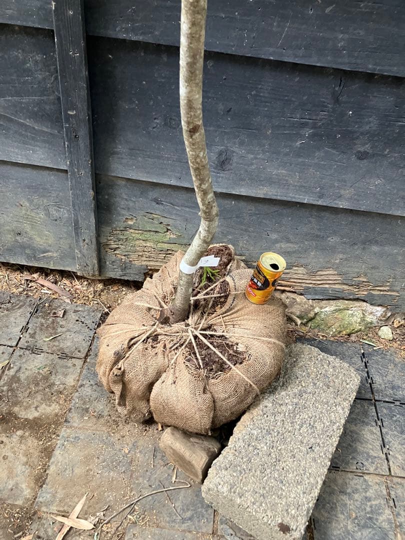 山採り　ソヨゴ　雌雄不明