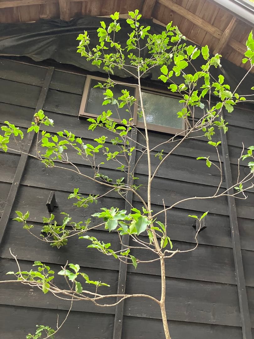 山採り　ソヨゴ　雌雄不明