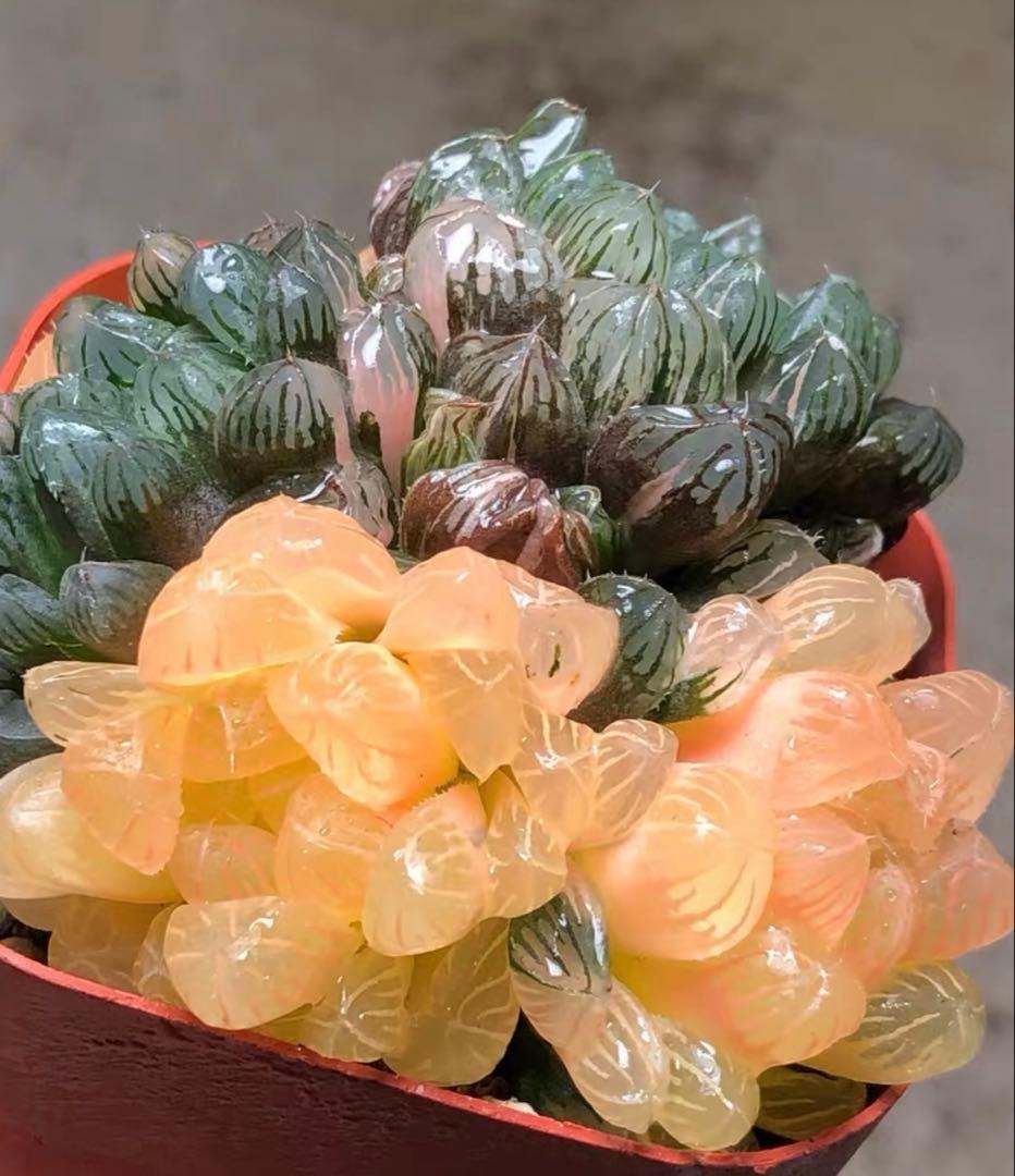 じ*む様 多肉植物　ハオルチア　藤乙オブツーサ錦　群生　鮮明錦　超美品