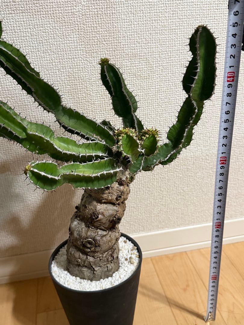 ユーフォルビア　ムランジーナ　現地球　大株