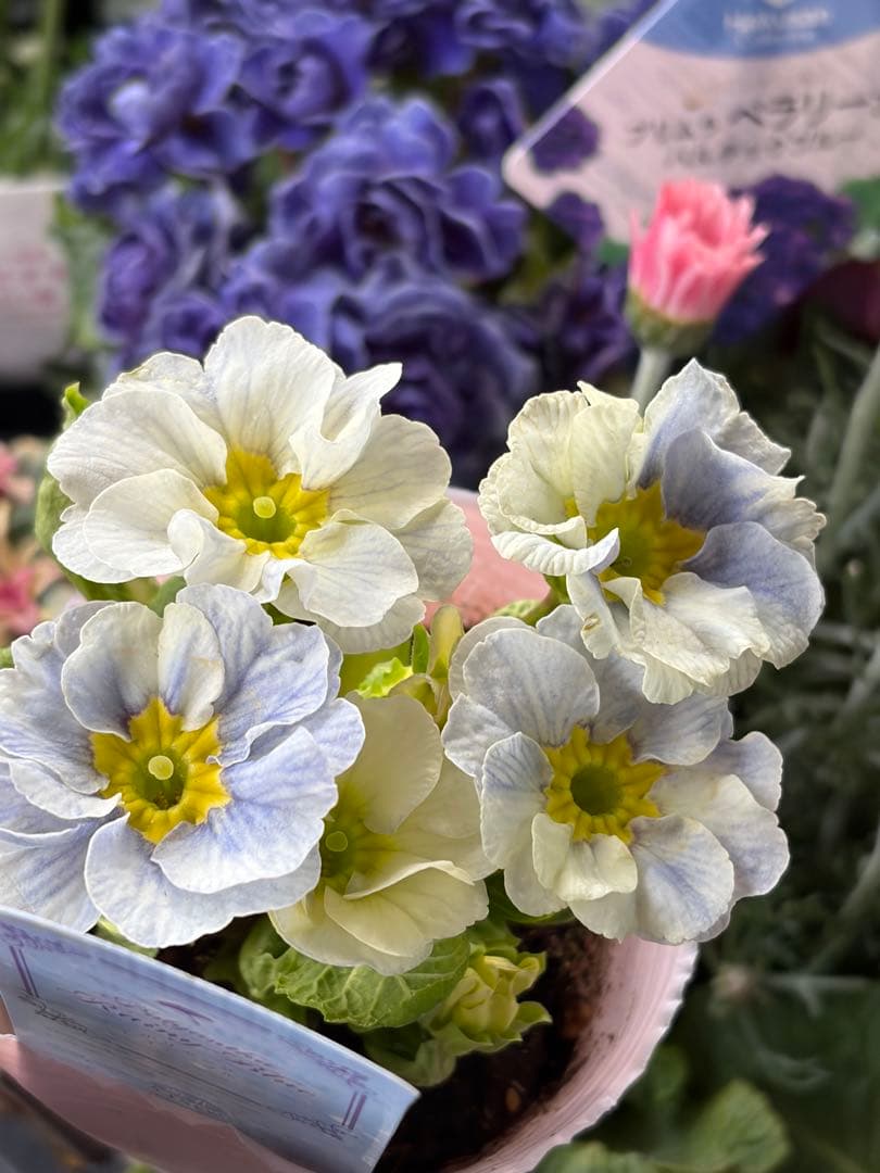 【レア】ポリアンサ　レイニーブルー　3号ポット苗《2/8》