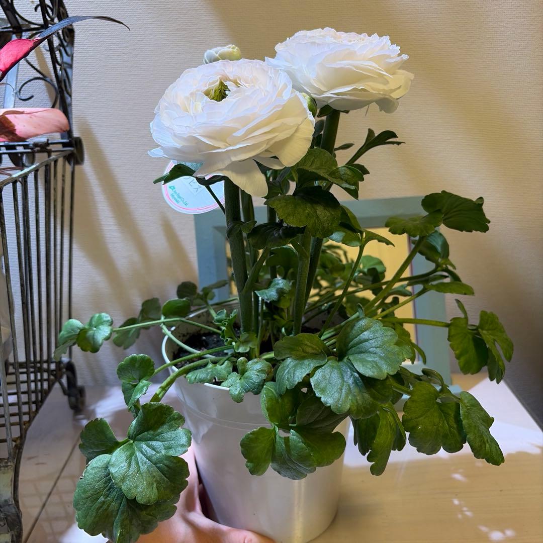 【レア】ポリアンサ　レイニーブルー　3号ポット苗《2/8》