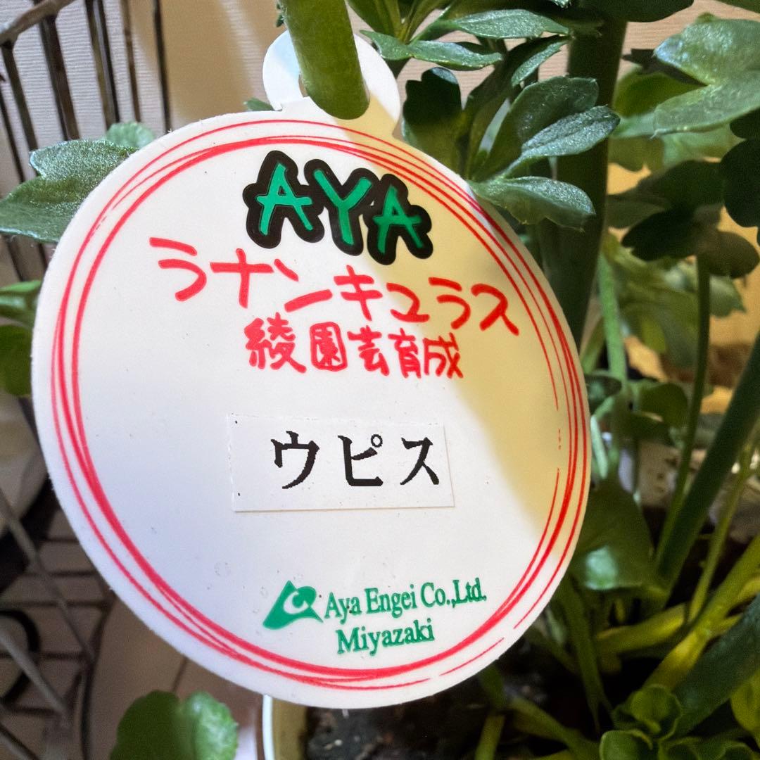 【レア】ポリアンサ　レイニーブルー　3号ポット苗《2/8》