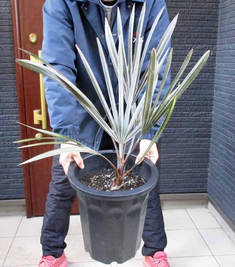 【現品】ビスマルキア・ノビリス　シルバー　椰子　ヤシ　10号　SF番