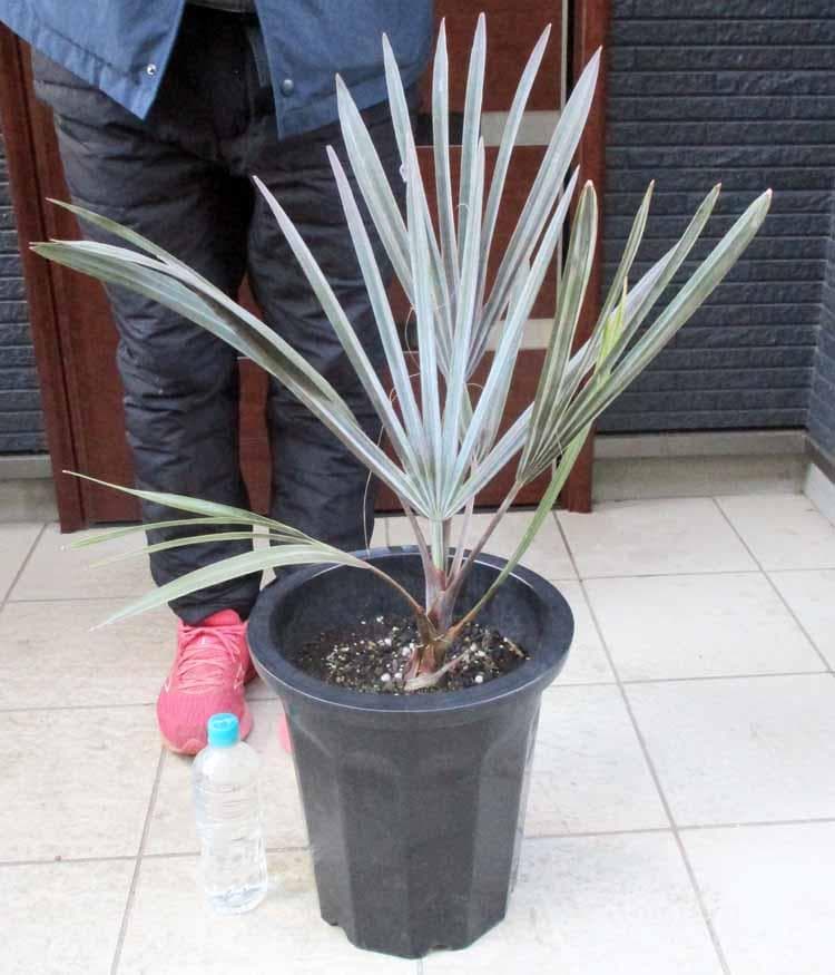 【現品】ビスマルキア・ノビリス　シルバー　椰子　ヤシ　10号　SF番