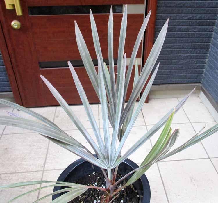 【現品】ビスマルキア・ノビリス　シルバー　椰子　ヤシ　10号　SF番