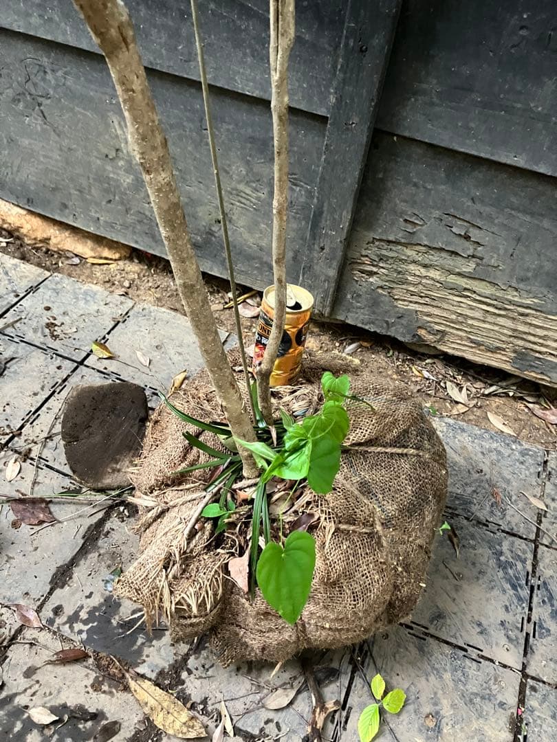 山採り　ムラサキシキブ