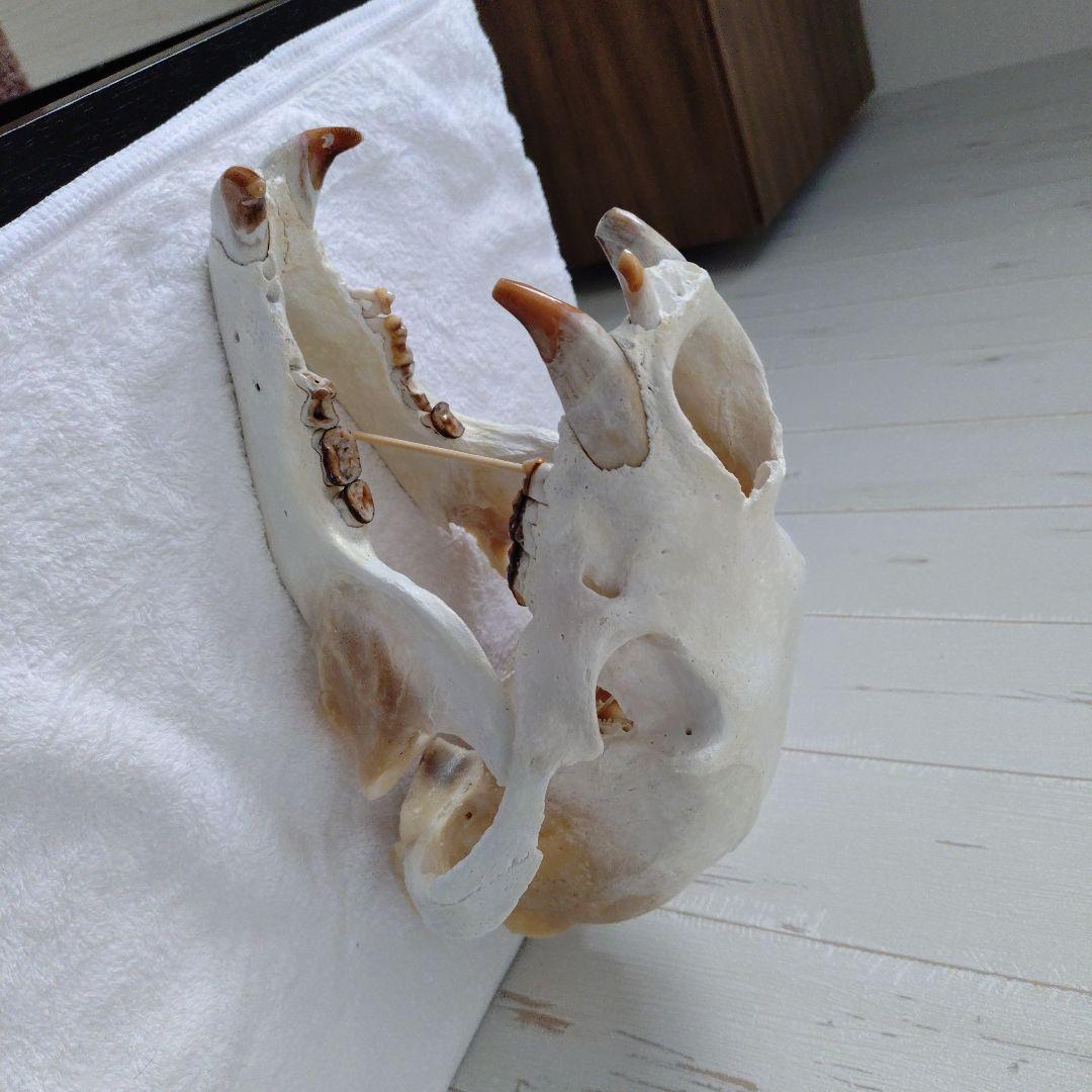 狩猟で獲ったツキノワグマ頭骨 約30cm