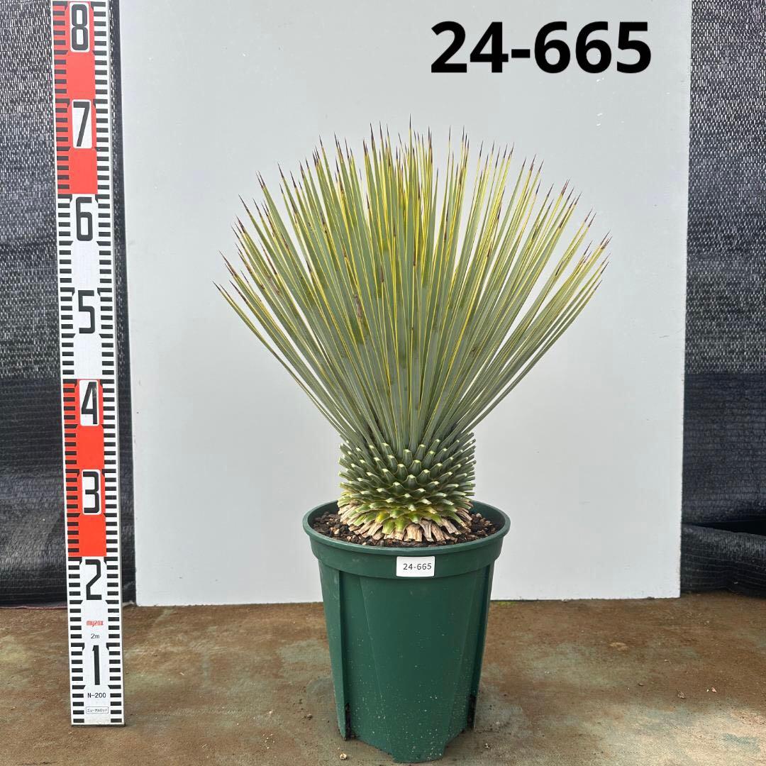 ユッカ　ロストラータ【24-665】超超美形　シルバーブルー