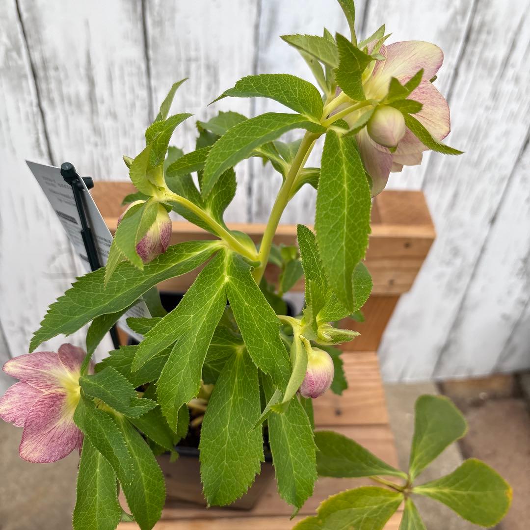 クリスマスローズ苗　ウィンターシンフォニー　蕾付きです