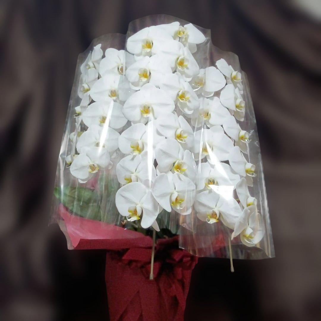 胡蝶蘭　生花　花鉢