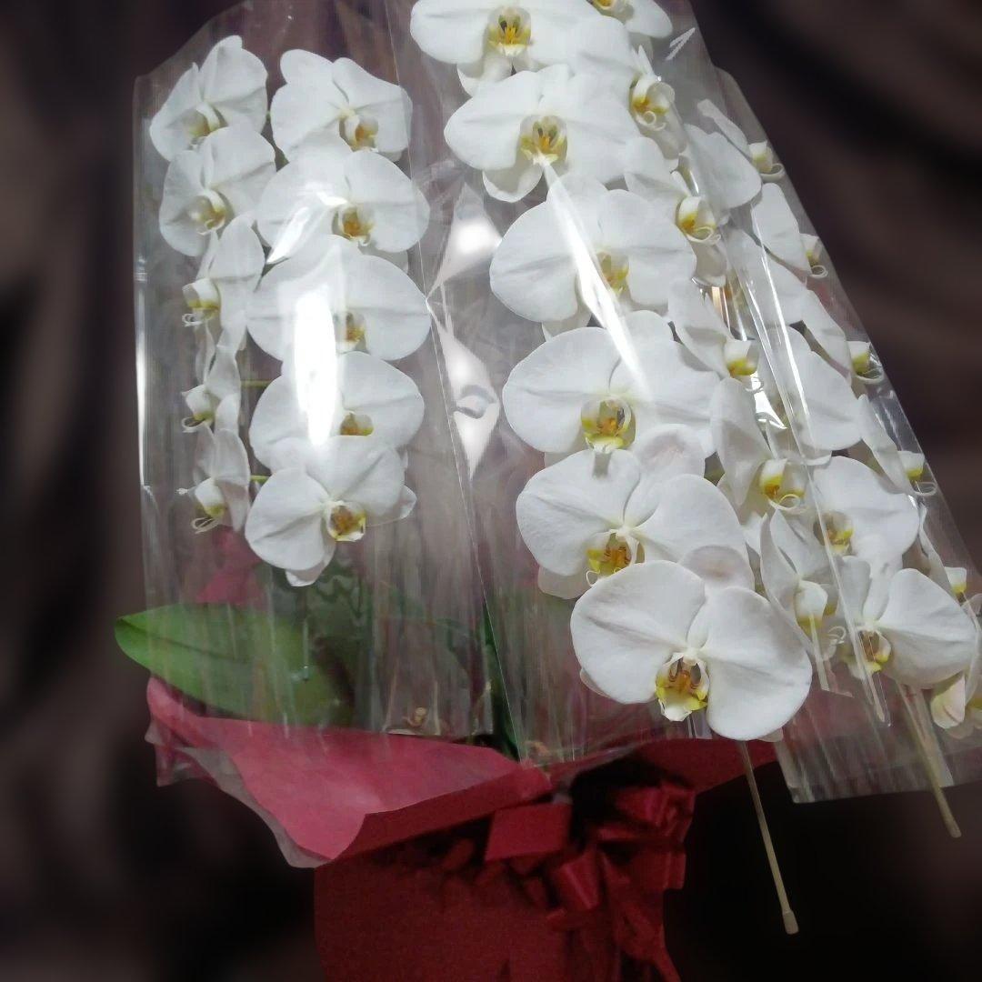 胡蝶蘭　生花　花鉢