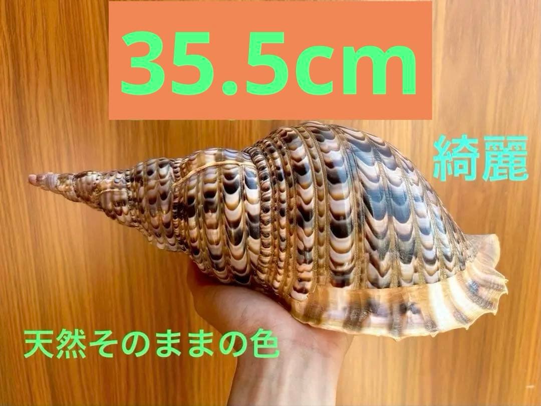 法螺貝35.5cm 蓋付
