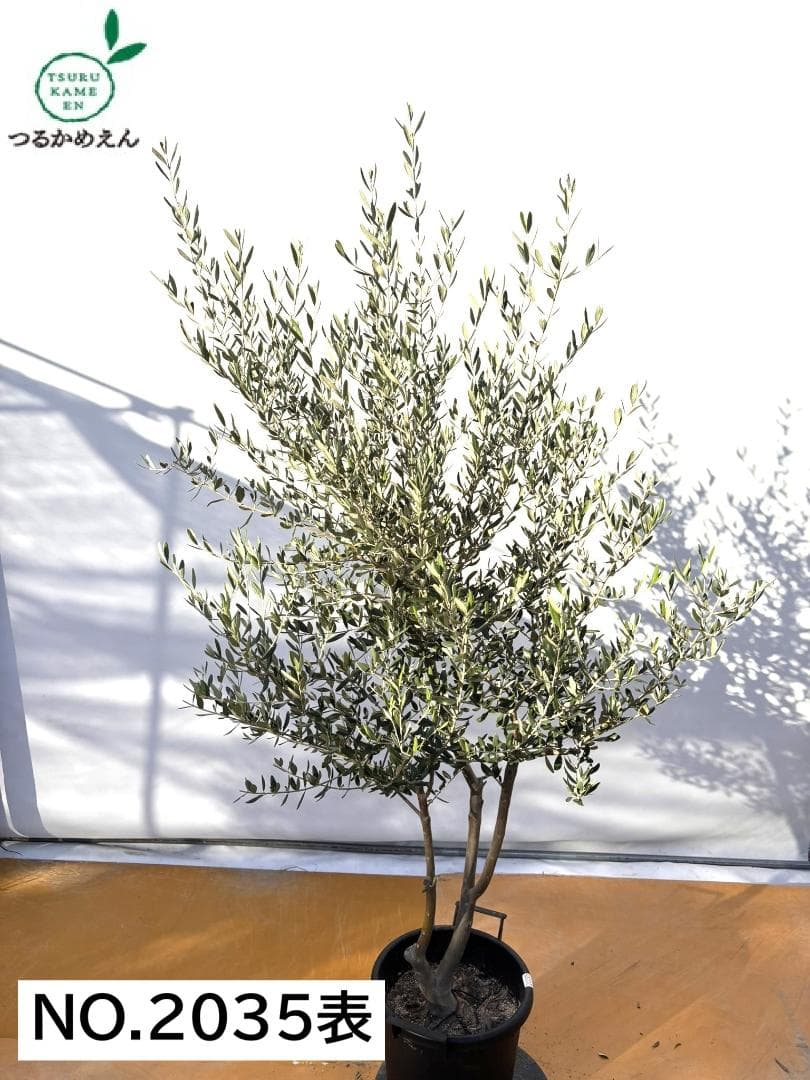 オリーブの木　コレッジョラ　約200cm　NO.2035　大型　現品掲載