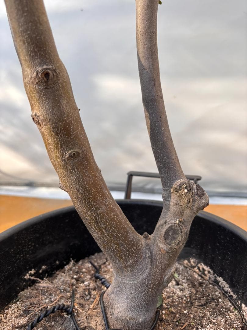 オリーブの木　コレッジョラ　約200cm　NO.2035　大型　現品掲載