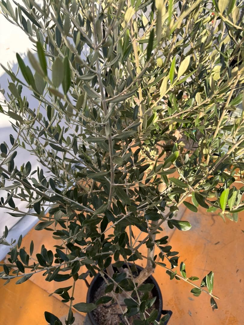 オリーブの木　コレッジョラ　約200cm　NO.2035　大型　現品掲載