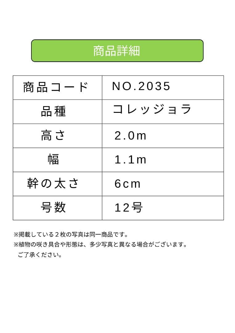 オリーブの木　コレッジョラ　約200cm　NO.2035　大型　現品掲載