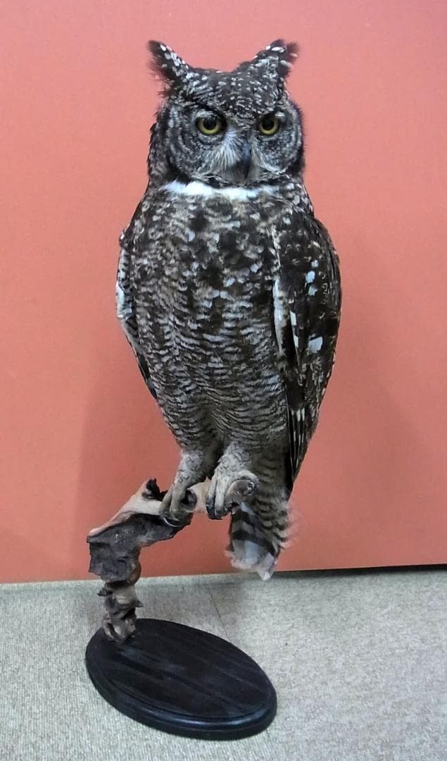 高品質　アフリカワシミミズク（Spotted Eagle-owl）剥製