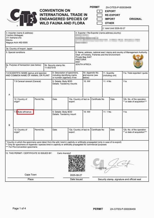 高品質　アフリカワシミミズク（Spotted Eagle-owl）剥製