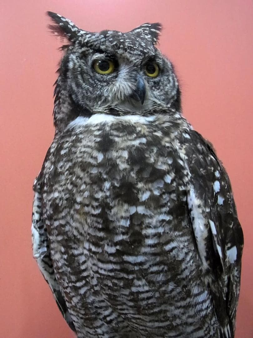 高品質　アフリカワシミミズク（Spotted Eagle-owl）剥製