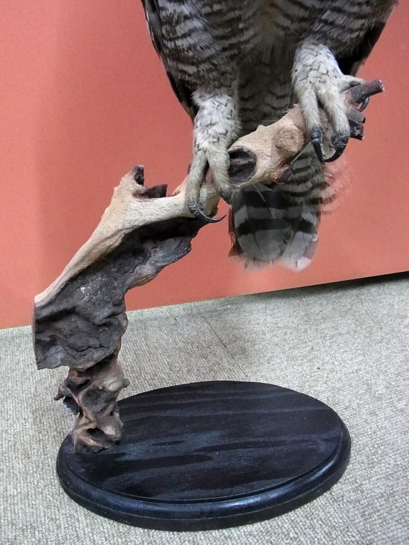 高品質　アフリカワシミミズク（Spotted Eagle-owl）剥製