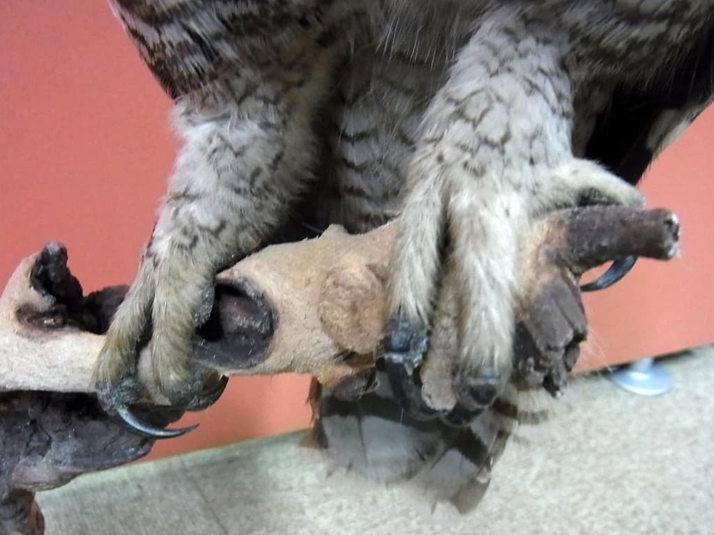 高品質　アフリカワシミミズク（Spotted Eagle-owl）剥製