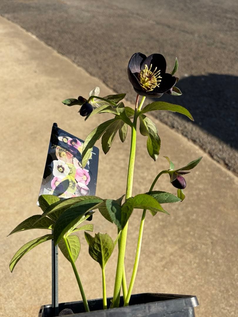 クリスマスローズ　開花株　sdブラックグリーンリップ