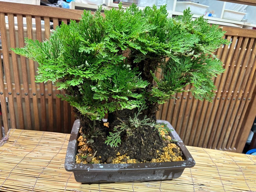 ❻ 金運UP イワヒバ 首長最上株物 超多株２０多幹３０年以上物