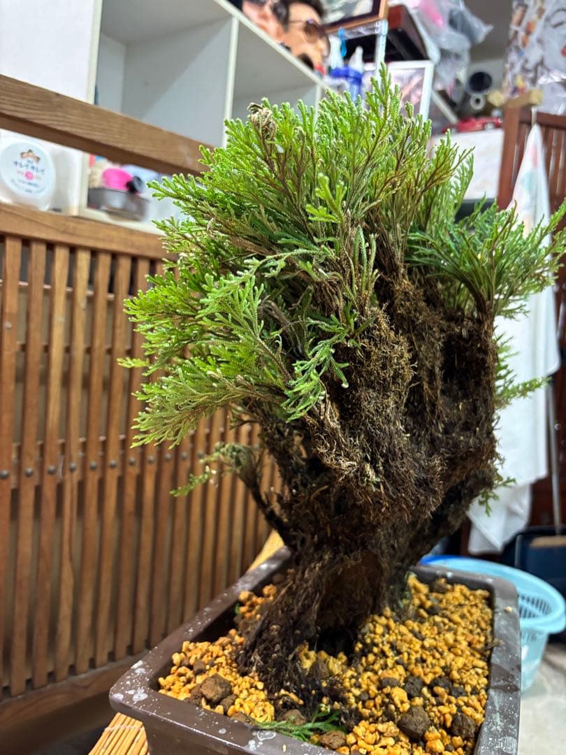 ❻ 金運UP イワヒバ 首長最上株物 超多株２０多幹３０年以上物