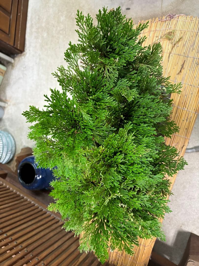 ❻ 金運UP イワヒバ 首長最上株物 超多株２０多幹３０年以上物