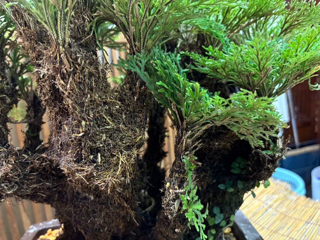 ❻ 金運UP イワヒバ 首長最上株物 超多株２０多幹３０年以上物