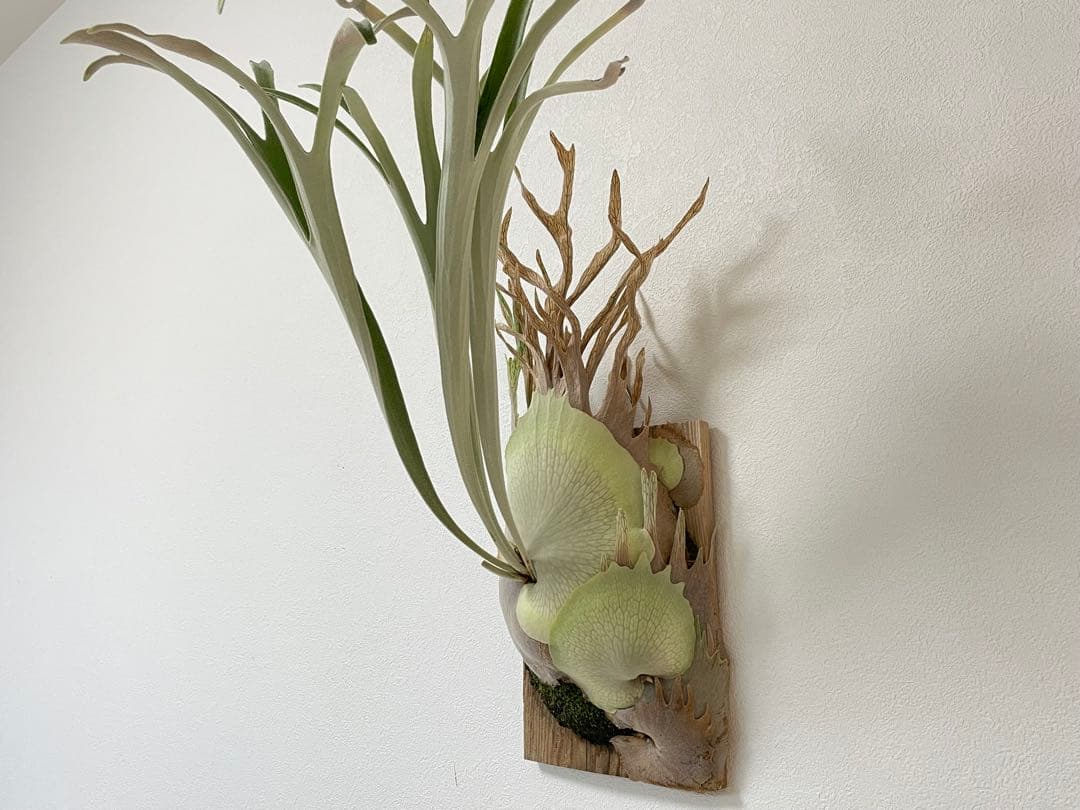 オリジナル 子株 veitchii wild ABN #A ビカクシダ OC