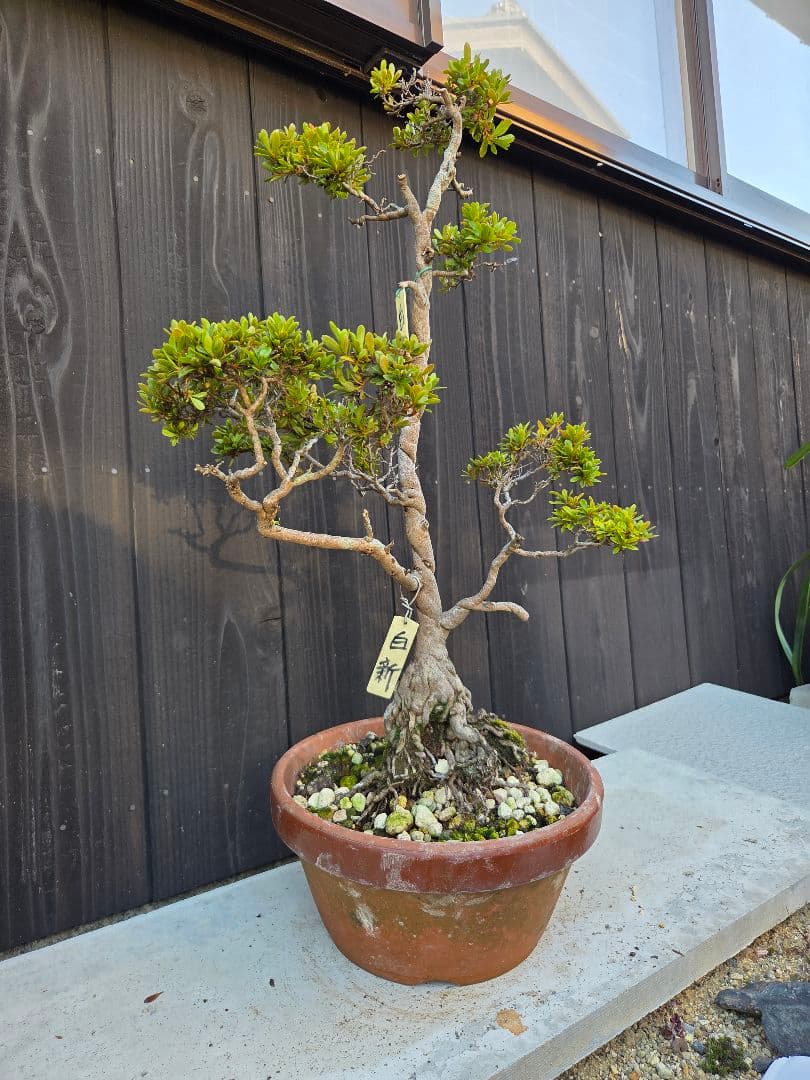 皐月盆栽「白新」