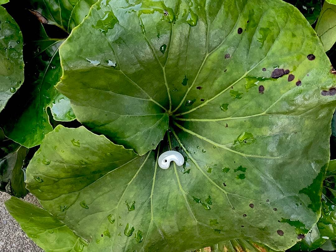 ✳神様からの授かり*糸魚川翡翠勾玉　氷*アイスジェイド外部鑑定鑑別書付　極上品質