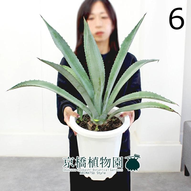 【現品】アガベ・アオノリュウゼツラン　8号　白鉢　（6）