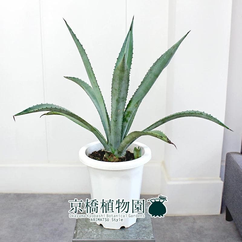 【現品】アガベ・アオノリュウゼツラン　8号　白鉢　（6）