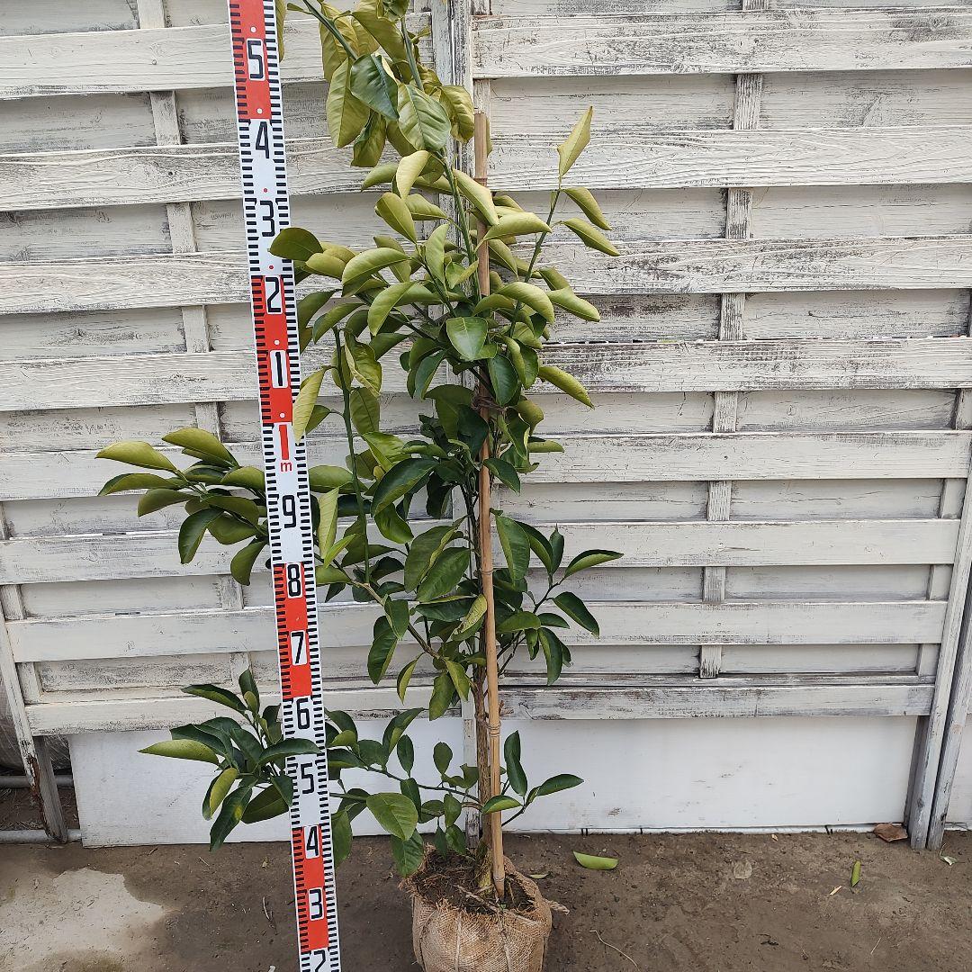 紅八朔 3年生 苗木