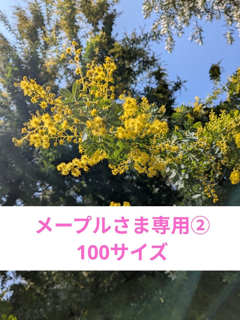 メープルさま専用②✨フレッシュミモザを花束にして✨