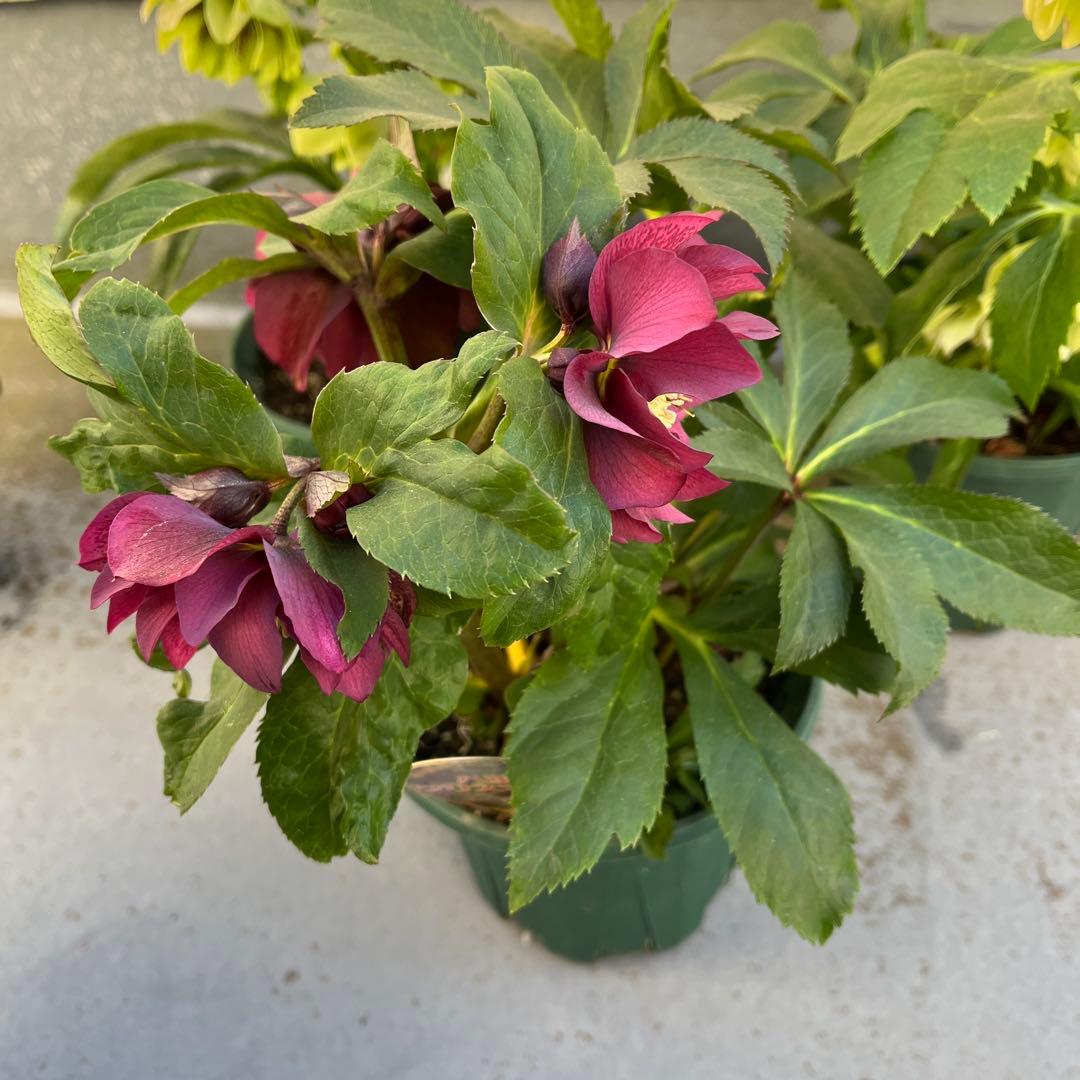 クリスマスローズ　八重　ダブル　５号　４鉢セット　現物　2月１日撮影　Ａ