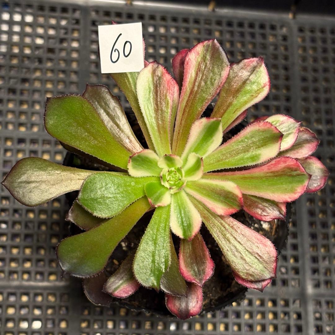 60#多肉植物アエオニウム錦❤️銅花順錦❤️1大頭11cm拔き苗