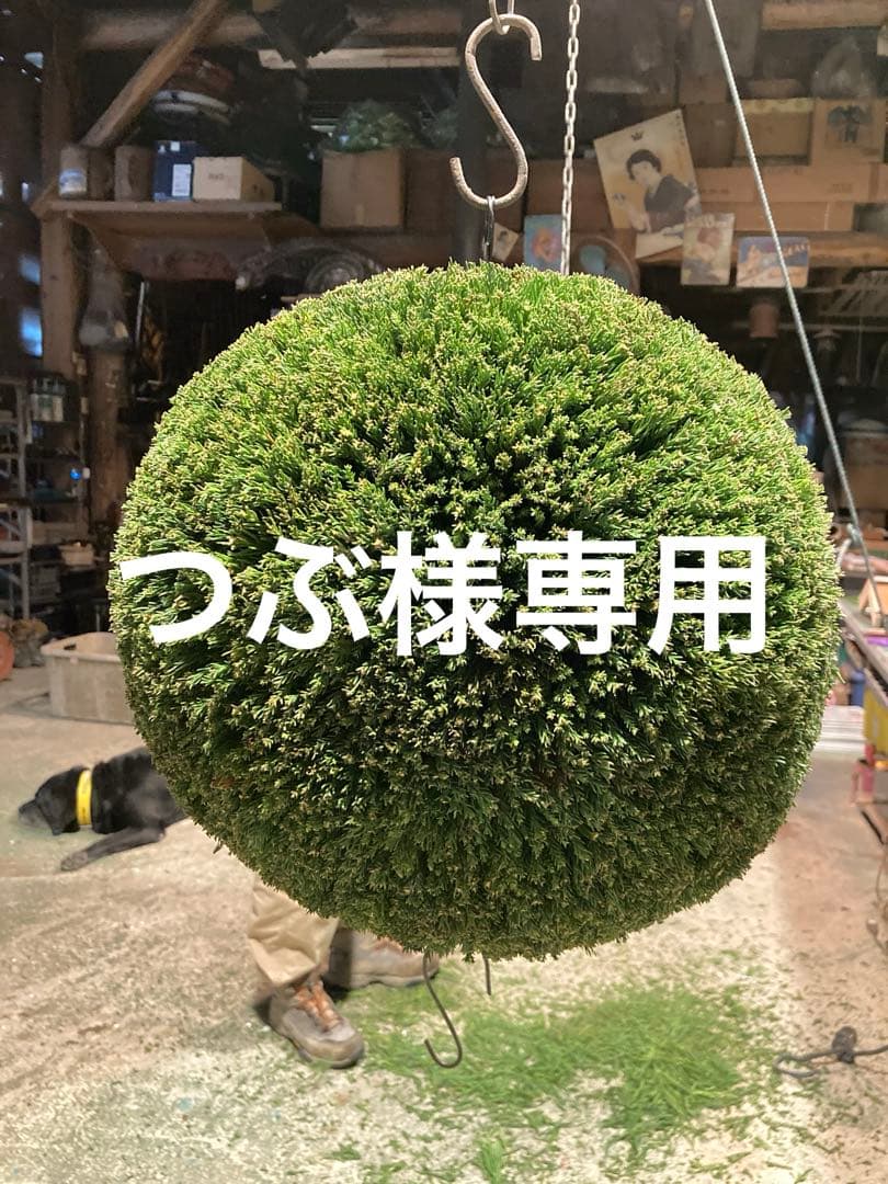 杉玉　30cm