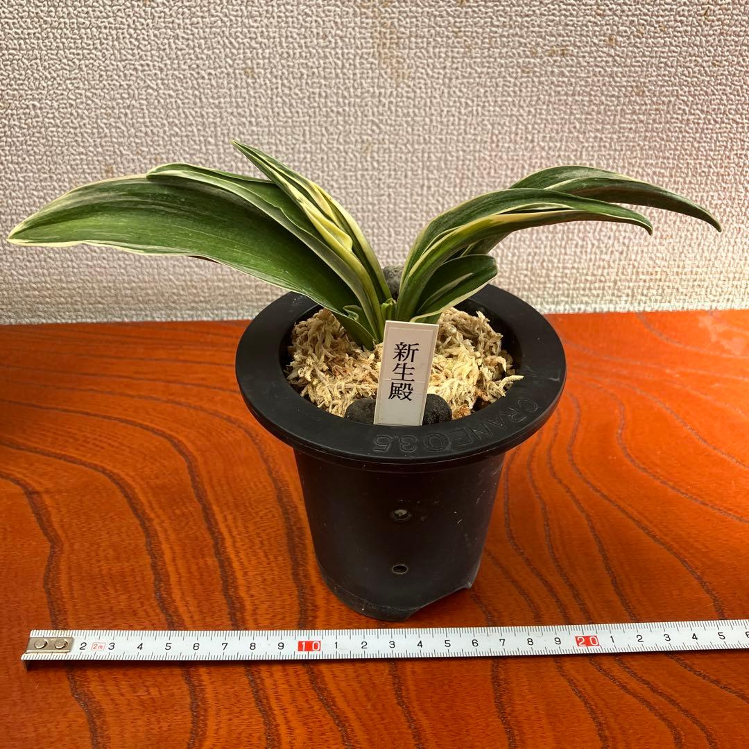 万年青オモト　新生殿