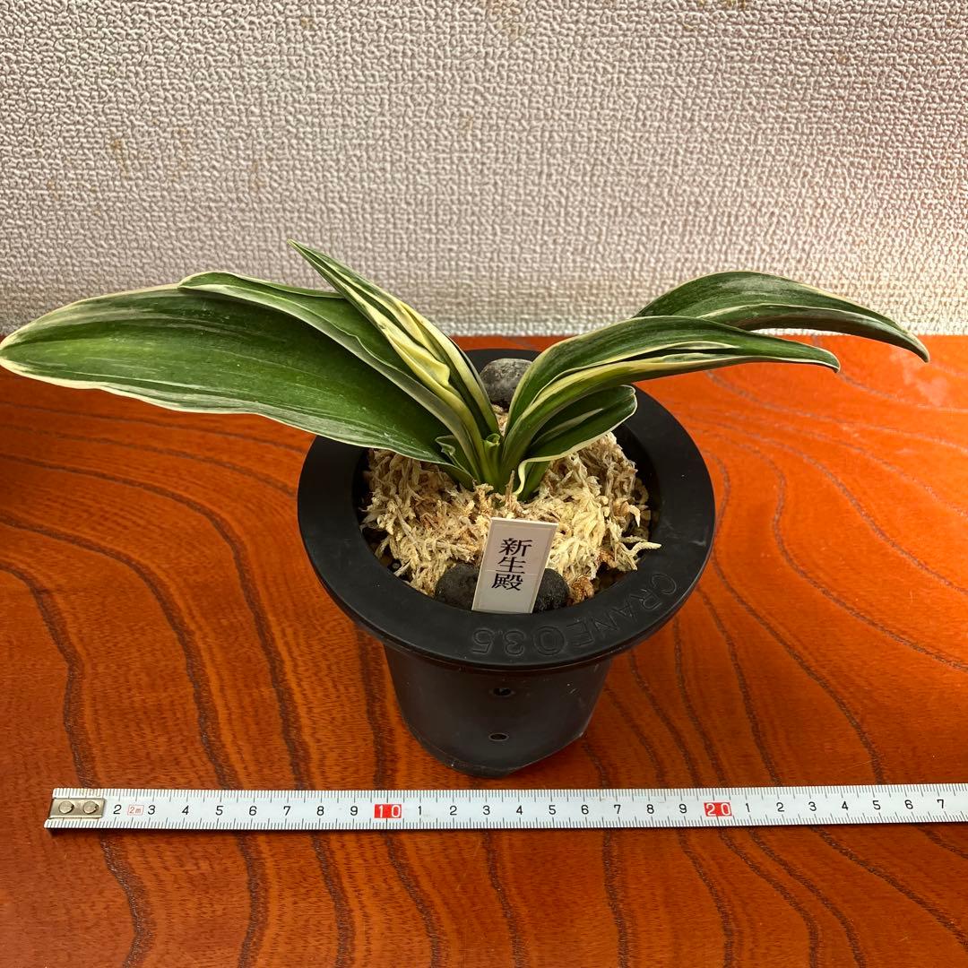 万年青オモト　新生殿