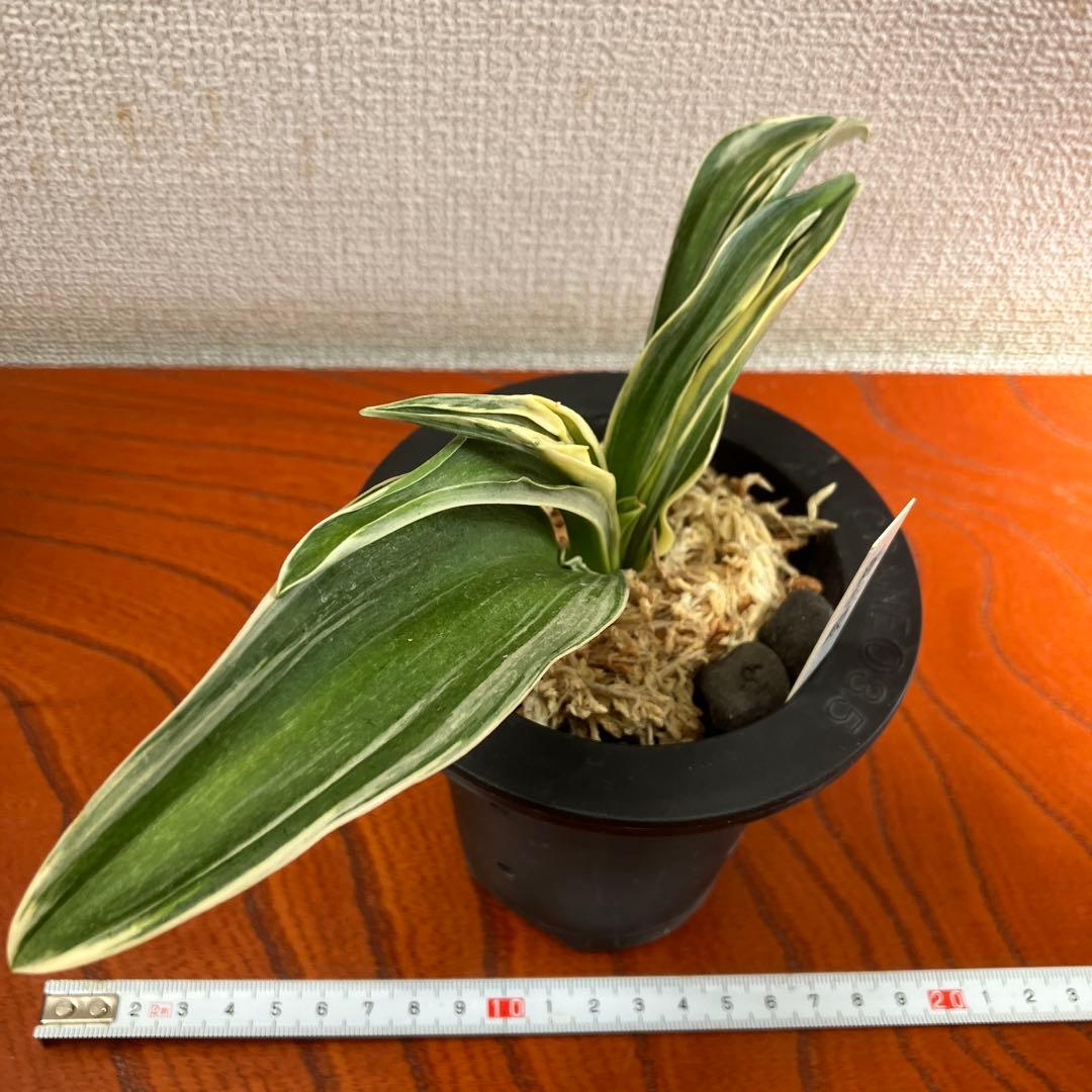 万年青オモト　新生殿