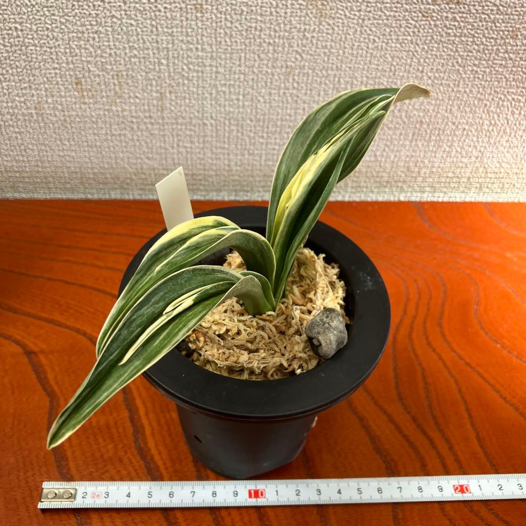 万年青オモト　新生殿