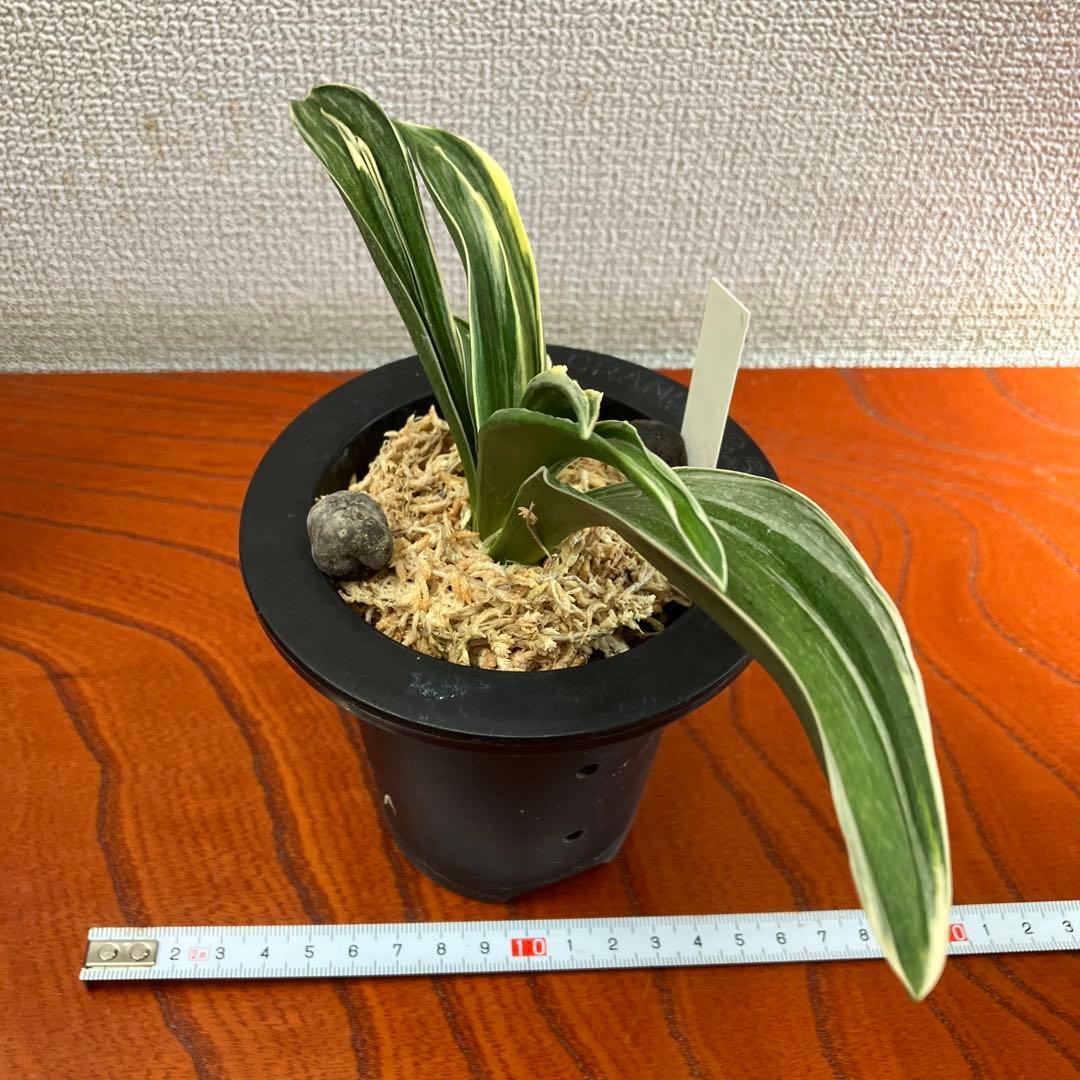 万年青オモト　新生殿