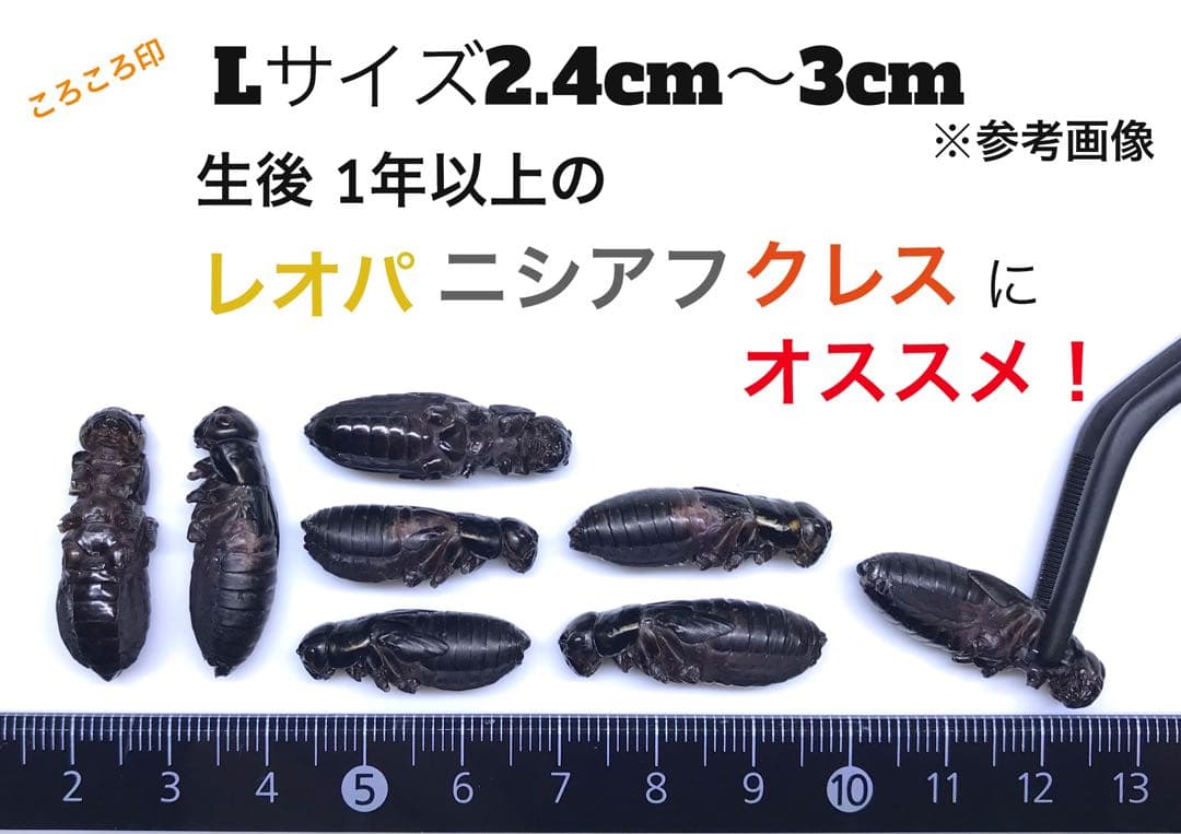 クロコオロギL 約1000匹1kg 冷凍コオロギ