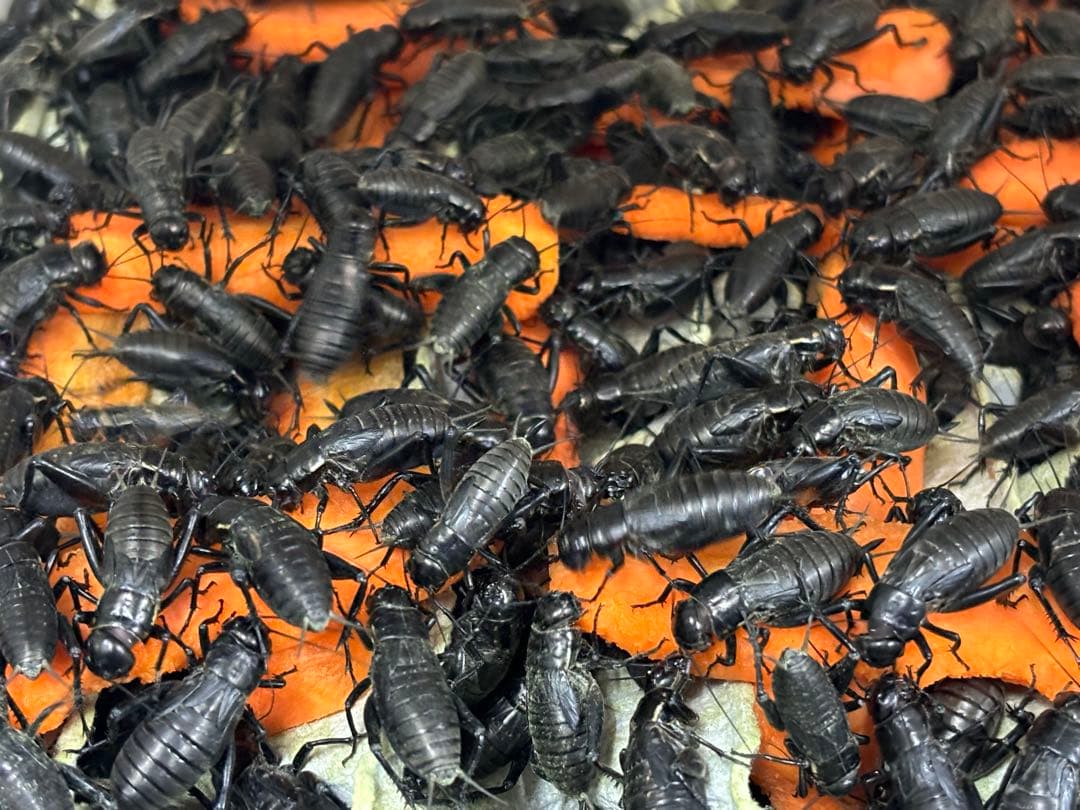 クロコオロギL 約1000匹1kg 冷凍コオロギ