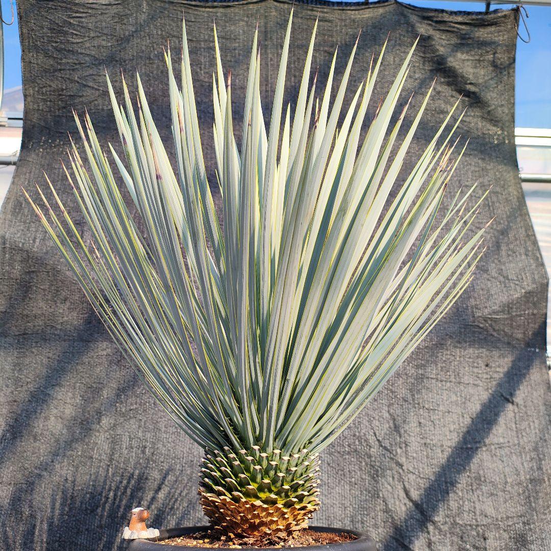 す*お様 ユッカ ロストラータ Hybrid 【A】